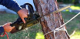 Trusted Auburn, KY Tree Care Experts