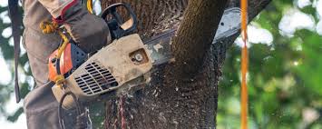 Lawn Maintenance Plans in Auburn, KY